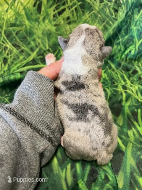 Tristin – Frenchton puppy for sale in Durant, OK