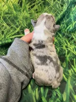 Tristin, a male Frenchton for sale in Durant, OK – Photo 1 of 3