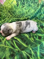 Tristin, a male Frenchton for sale in Durant, OK – Photo 2 of 3