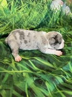 Tristin, a male Frenchton for sale in Durant, OK – Photo 3 of 3