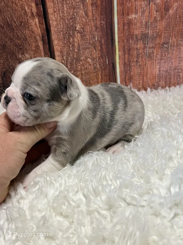 Tristin – Frenchton puppy for sale in Durant, OK
