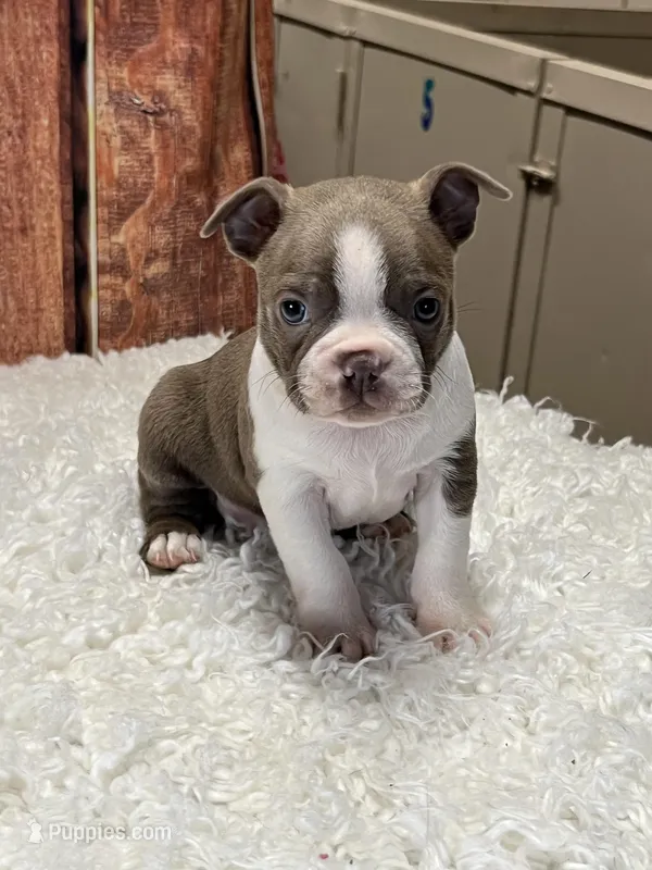 Daniel – Boston Terrier puppy for sale in Durant, OK