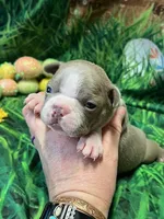 Daniel, a male Boston Terrier for sale in Durant, OK – Photo 2 of 3