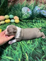 Daniel, a male Boston Terrier for sale in Durant, OK – Photo 3 of 3