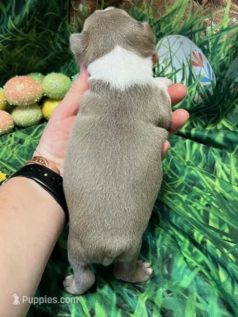 Daniel – Boston Terrier puppy for sale in Durant, OK