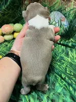 Daniel, a male Boston Terrier for sale in Durant, OK – Photo 1 of 3