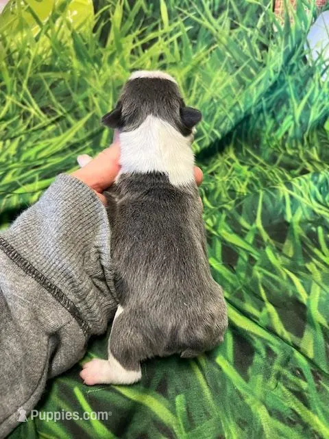 Maddy – Frenchton puppy for sale in Durant, OK