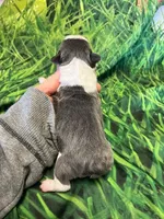 Maddy, a female Frenchton for sale in Durant, OK – Photo 1 of 4