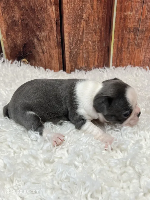 Maddy – Frenchton puppy for sale in Durant, OK