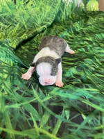 Maddy, a female Frenchton for sale in Durant, OK – Photo 4 of 4