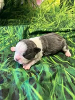 Maddy, a female Frenchton for sale in Durant, OK – Photo 2 of 4