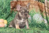 Fancy, a female French Bulldog for sale in Durant, OK – Photo 5 of 10