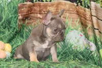 Fancy, a female French Bulldog for sale in Durant, OK – Photo 3 of 10