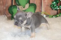 Fancy, a female French Bulldog for sale in Durant, OK – Photo 8 of 10