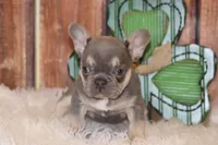 Fancy, a female French Bulldog for sale in Durant, OK – Photo 9 of 10
