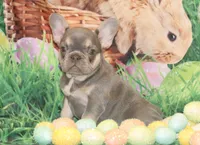 Fancy, a female French Bulldog for sale in Durant, OK – Photo 2 of 10