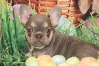 Fancy, a female French Bulldog for sale in Durant, OK – Photo 6 of 10
