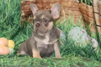 Fancy, a female French Bulldog for sale in Durant, OK – Photo 4 of 10