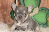 Fancy, a female French Bulldog for sale in Durant, OK – Photo 10 of 10