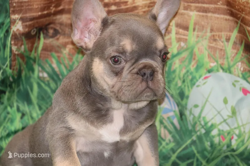Fancy – French Bulldog puppy for sale in Durant, OK