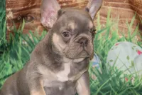 Fancy, a female French Bulldog for sale in Durant, OK – Photo 1 of 10