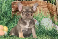 Fancy, a female French Bulldog for sale in Durant, OK – Photo 7 of 10