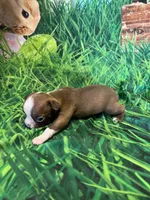 Candy, a female Boston Terrier for sale in Durant, OK – Photo 4 of 5