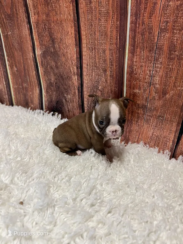 Candy – Boston Terrier puppy for sale in Durant, OK