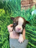 Candy, a female Boston Terrier for sale in Durant, OK – Photo 3 of 5