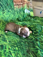Candy, a female Boston Terrier for sale in Durant, OK – Photo 1 of 5