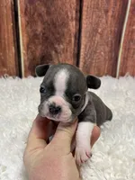 Brody, a male Frenchton for sale in Durant, OK – Photo 2 of 7