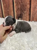 Brody, a male Frenchton for sale in Durant, OK – Photo 3 of 7