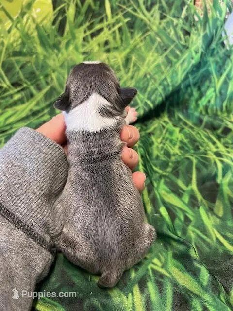 Ann – Frenchton puppy for sale in Durant, OK