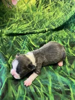 Ann, a female Frenchton for sale in Durant, OK – Photo 4 of 4