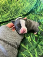 Ann, a female Frenchton for sale in Durant, OK – Photo 2 of 4