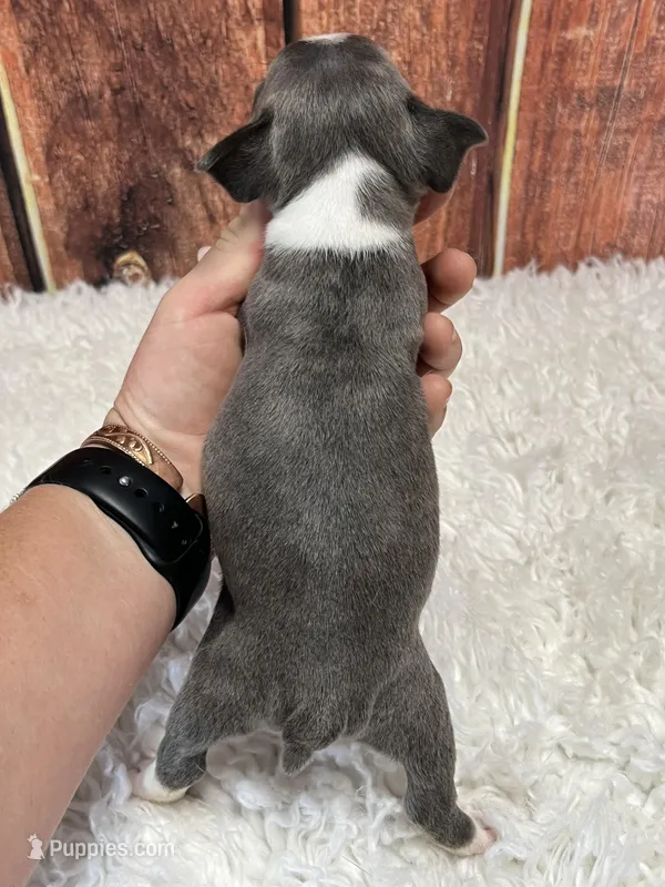 Brody – Frenchton puppy for sale in Durant, OK