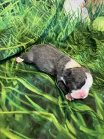 Chase, a male Frenchton for sale in Durant, OK – Photo 3 of 3