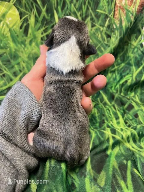 Chase – Frenchton puppy for sale in Durant, OK