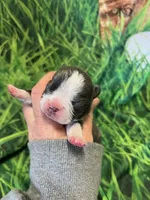 Chase, a male Frenchton for sale in Durant, OK – Photo 2 of 3