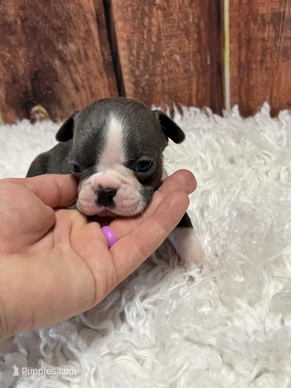 Chase – Frenchton puppy for sale in Durant, OK