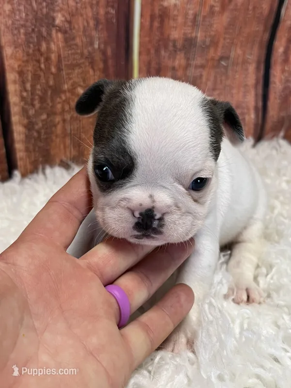 Lil Dolly – French Bulldog puppy for sale in Durant, OK