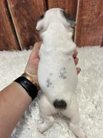 Lil Dolly, a female French Bulldog for sale in Durant, OK – 2 of 8