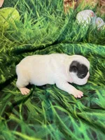 Lil Dolly, a female French Bulldog for sale in Durant, OK – Photo 4 of 5