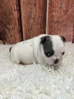 Lil Dolly, a female French Bulldog for sale in Durant, OK – 3 of 8