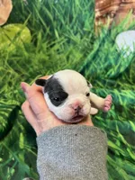 Lil Dolly, a female French Bulldog for sale in Durant, OK – Photo 3 of 5