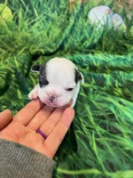 Lil Dolly, a female French Bulldog for sale in Durant, OK – Photo 1 of 5