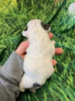 Lil Dolly, a female French Bulldog for sale in Durant, OK – Photo 2 of 5