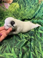 Lil Dolly, a female French Bulldog for sale in Durant, OK – Photo 5 of 5