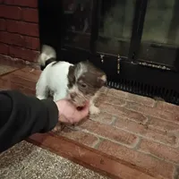 Missy, a female Cavalier King Charles Spaniel and Morkie for sale in Coldwater, MI – Photo 1 of 5