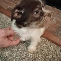 Missy, a female Cavalier King Charles Spaniel and Morkie for sale in Coldwater, MI – Photo 3 of 5